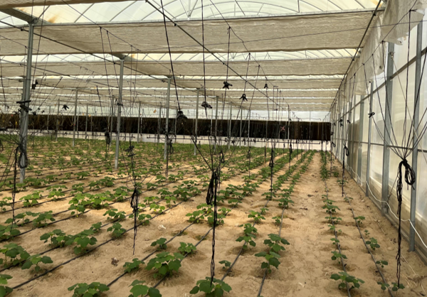 Interior of an existing greenhouse in Abu Dhabi, showing crop rows, shade screens and irrigation lines